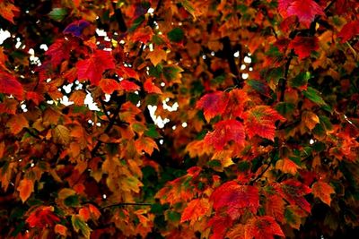 Low angle view of leaves on tree