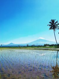 Scenic view of agricultural field against blue sky