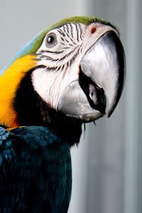 Close-up of a parrot