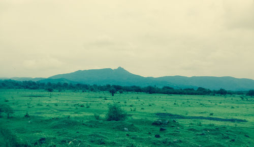 Scenic view of field against sky