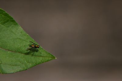 Close-up of fly on leaf