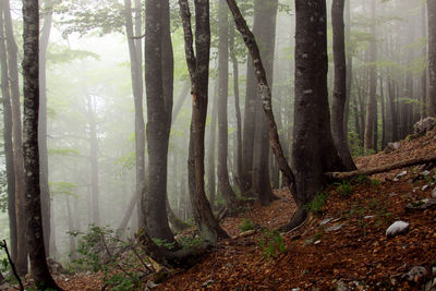 Fog in forest in apuseni mountains,  transylvania, romania