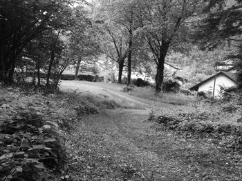 Trees in park