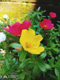 Close-up of yellow flowering plant