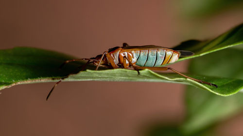 Close-up of insect