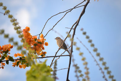 Low angle view of bird perching on tree