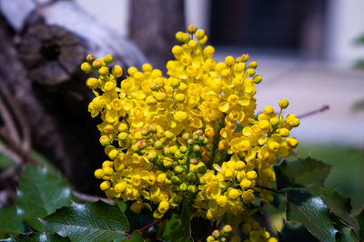 Close-up of yellow flowering plant