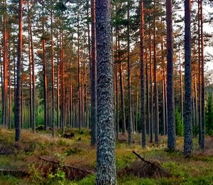 Pine trees in forest