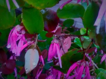 Close-up of pink flowers