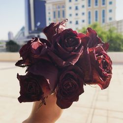 Close-up of hand holding rose in city