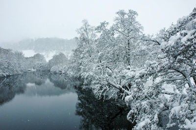 Reflection of trees in water