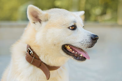 Japanese hunting dog breed kisyu, beautiful portrait of a white dog close up