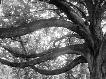 Low angle view of bare trees in forest