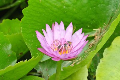 Close-up of bee on flower