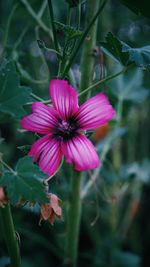 Close-up of pink flowers