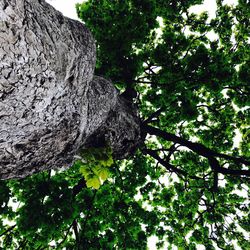 Low angle view of tree against sky