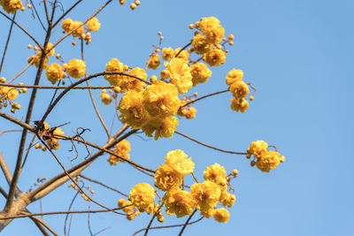 Low angle view of flowering plant against clear sky