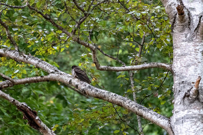 Low angle view of a bird perching on a tree