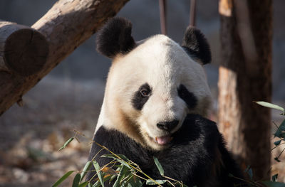 Close-up of an animal at zoo