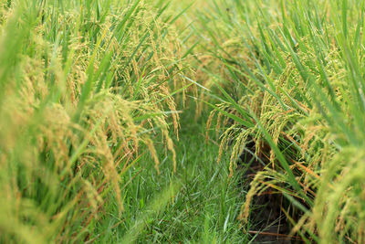 Close-up of crops growing on field