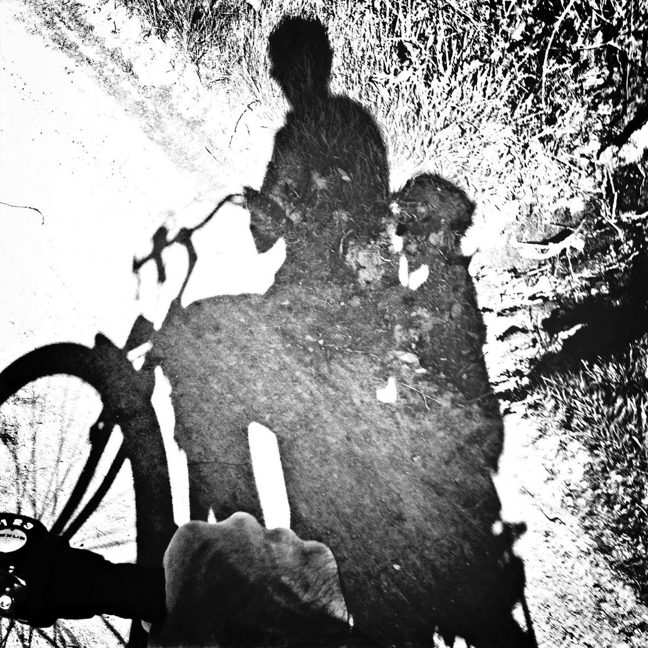 bicycle, lifestyles, leisure activity, silhouette, full length, men, shadow, tree, outdoors, side view, childhood, holding, boys, sunlight, day, standing, riding