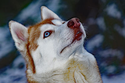 Close-up of a rabbit