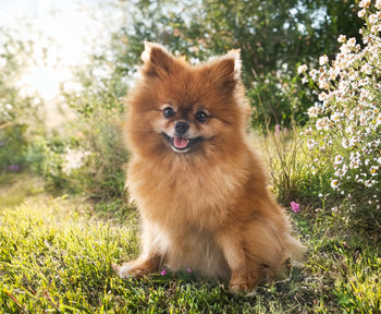 Close-up of dog