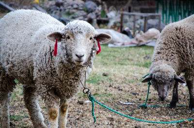 Sheep in a field