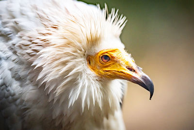 Male egyptian vulture  or neophron percnopterus aka the white scavenger vulture or pharaoh's chicken