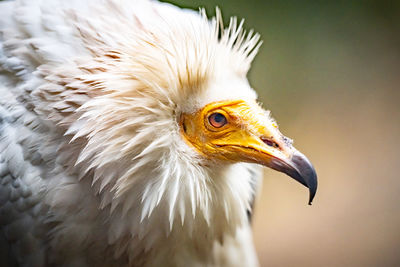Close-up of bird
