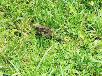 View of lizard on land