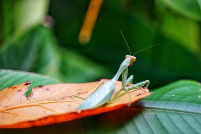 Close-up of butterfly on leaves