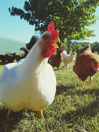 Close-up of rooster on grass against sky