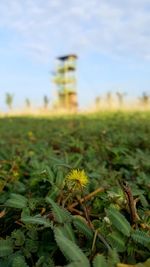 Close-up of yellow flowers against sky