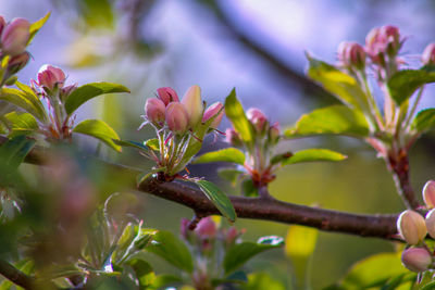 Close-up of flowering plant