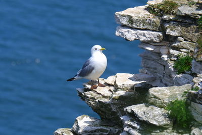 Seagull perching on rock