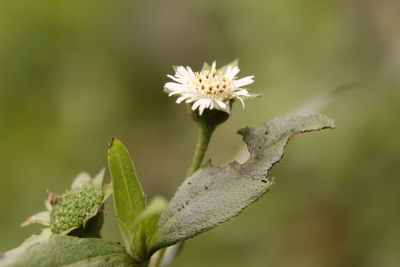 Close-up of white flowering plant