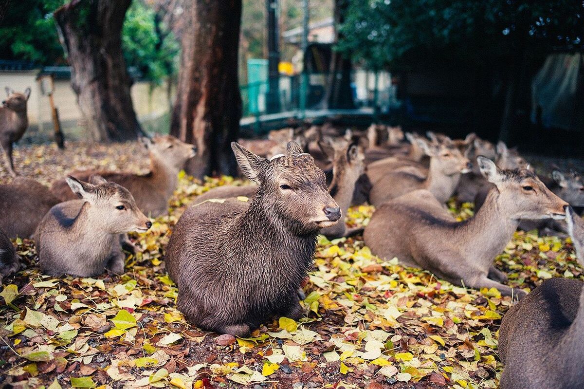 FLOCK OF SHEEP IN A TREE