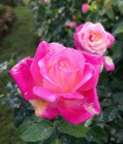 Close-up of pink rose blooming outdoors