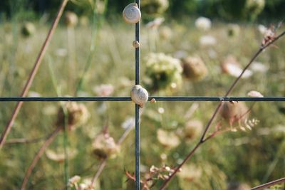 Close-up of plants