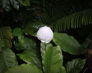 High angle view of white flowering plant