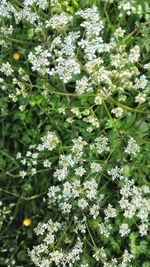 White flowers blooming on tree