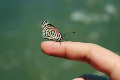 Cropped image of hand holding butterfly