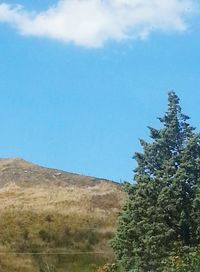 Trees on landscape against blue sky