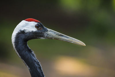 Close-up of japanese crane