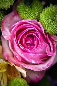 Close-up of pink rose