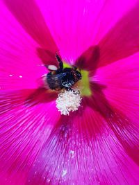 Close-up of insect on pink flower