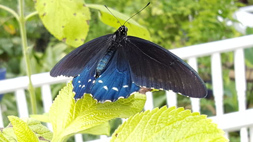 Close-up of butterfly perching on leaf