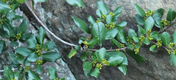 High angle view of plants on rocks