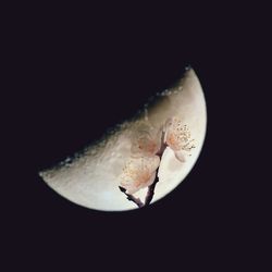 Close-up of jellyfish swimming in aquarium